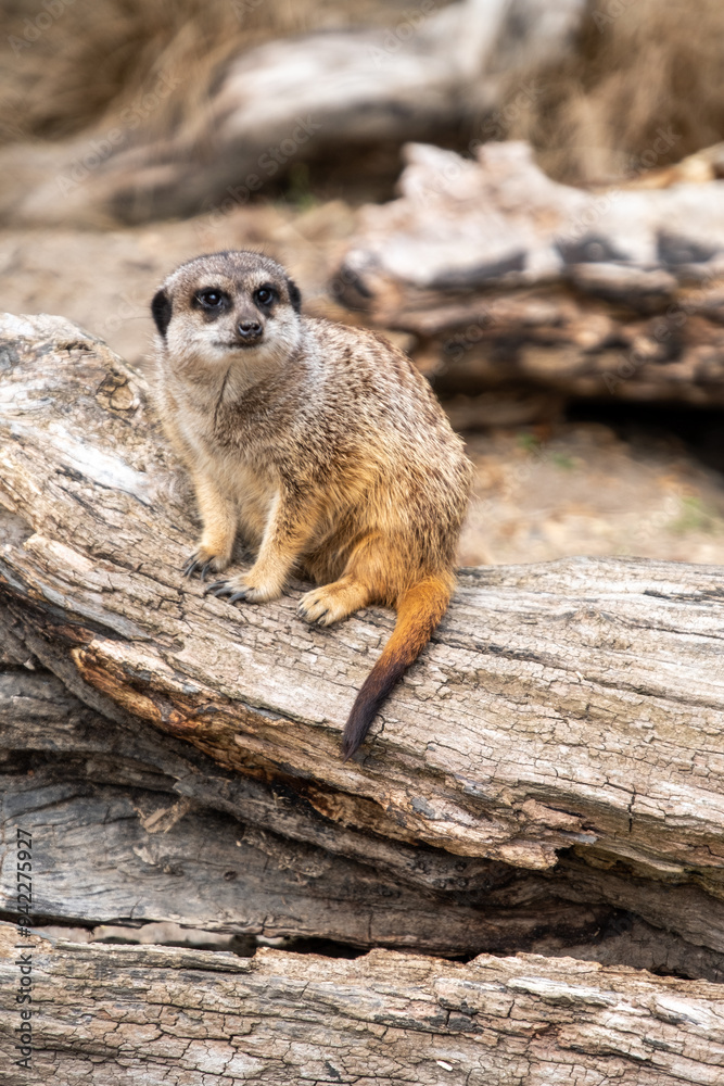 Fototapeta premium Meerkat sat on the lookout