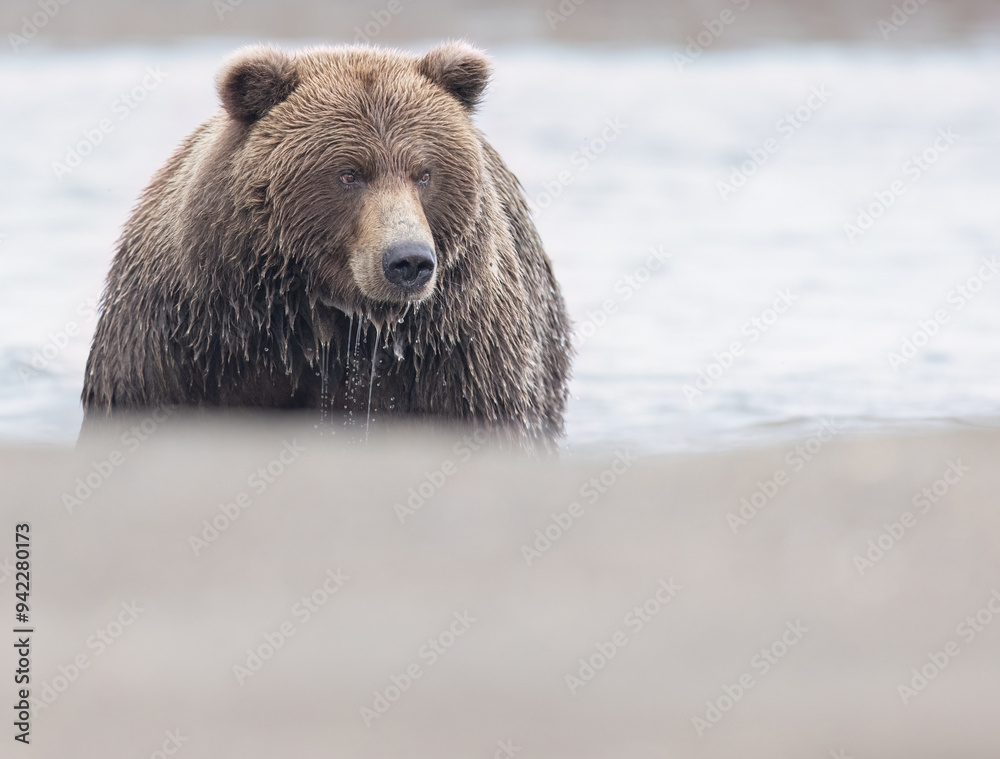 Alaskan Coastal Brown Bears Fishing in Silver Salmon Creek in Lake Clark National Park in Alaska Alaskan Coastal Brown Bears Fishing in Silver Salmon Creek in Lake Clark National Park in Alaska