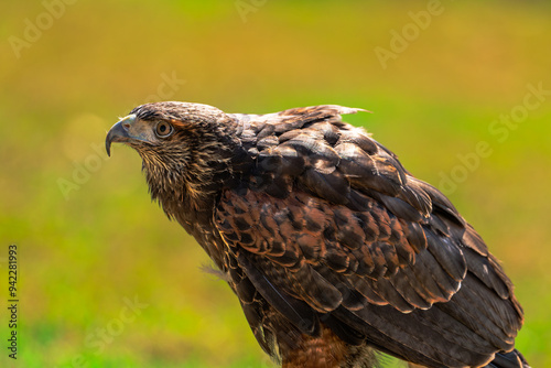 Harris's Hawk (Parabuteo unicinctus) photo