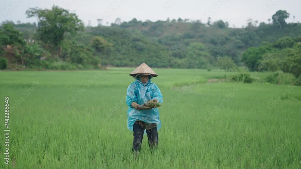 camera following the movements of Asian lady farmer picking weeds in rice fields in Vietnam camera following the movements of Asian lady farmer picking weeds in rice fields in Vietnam