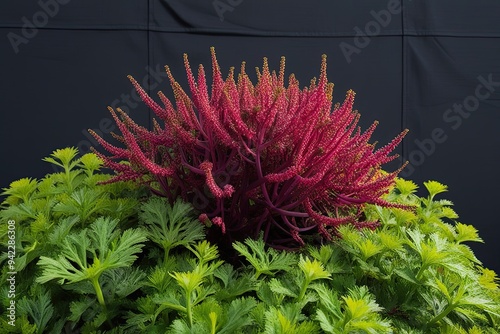 3D Visualization of Actinidia Kaika Vibrantly Flourishing Against Dark Background photo