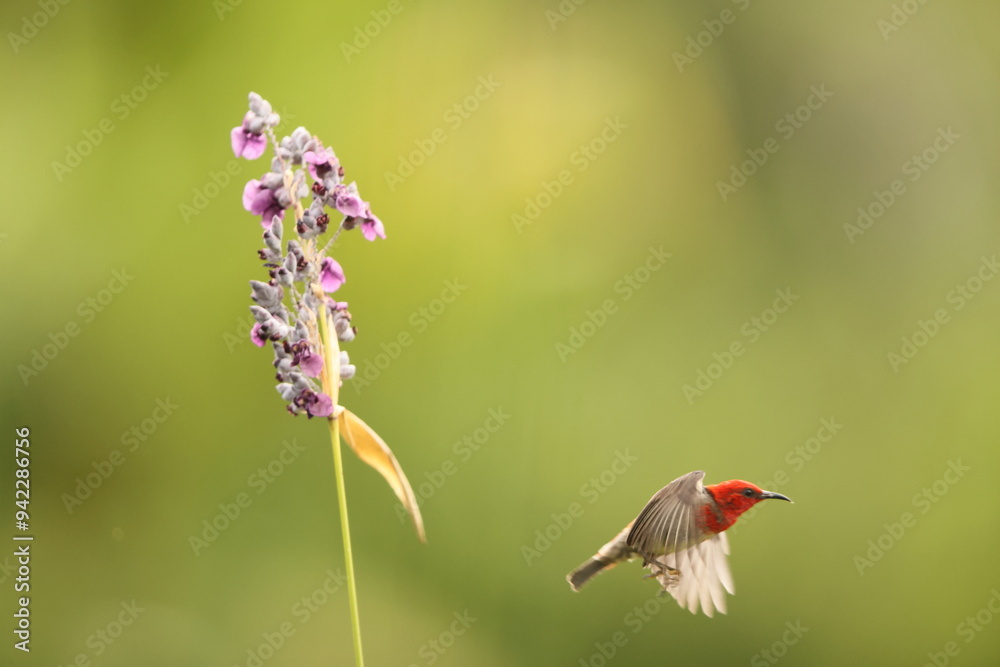 Sulawesi myzomela (Myzomela chloroptera) is a species of bird in the family Meliphagidae. It is endemic to Indonesia where it occurs in Sulawesi. Sulawesi myzomela (Myzomela chloroptera) is a species of bird in the family Meliphagidae. It is endemic to Indonesia where it occurs in Sulawesi.