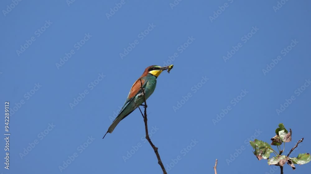 A beautiful multi-colored bird swings on a branch with a grasshopper in its beak against the sky. The European bee-eater (Merops apiaster) is a near passerine bird in the bee-eater family, Meropidae. A beautiful multi-colored bird swings on a branch with a grasshopper in its beak against the sky. The European bee-eater (Merops apiaster) is a near passerine bird in the bee-eater family, Meropidae.