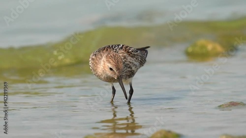 A wader walks along the seashore in search of food. A wave runs onto the shore. The dunlin (Calidris alpina) is a small wader in the genus Calidris. Close-up. Slow motion 120fps.