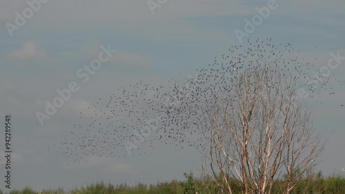 Spectacular sight: a large flock of birds circling in the sky. Murmuration is the flocking of starlings, including the swarm behaviour of their large flight formations. Slow motion 120 fps