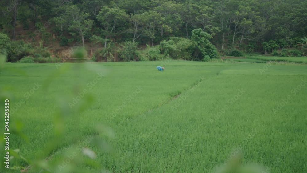 Asian female farmer crouching with a hat on her head collects rice from the rice fields on a rainy day Asian female farmer crouching with a hat on her head collects rice from the rice fields on a rainy day