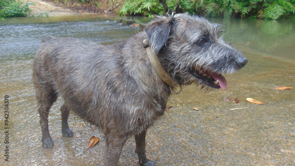 Un petit chien poilu debout dans l'eau Un petit chien poilu debout dans l'eau