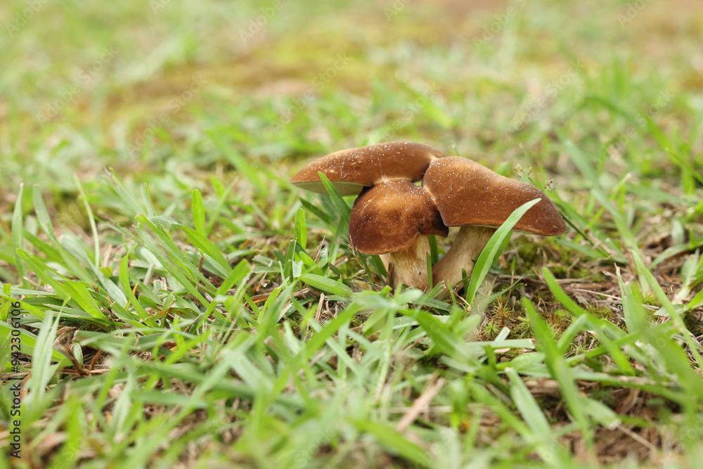 Three Mushrooms in a grassy yard Three Mushrooms in a grassy yard