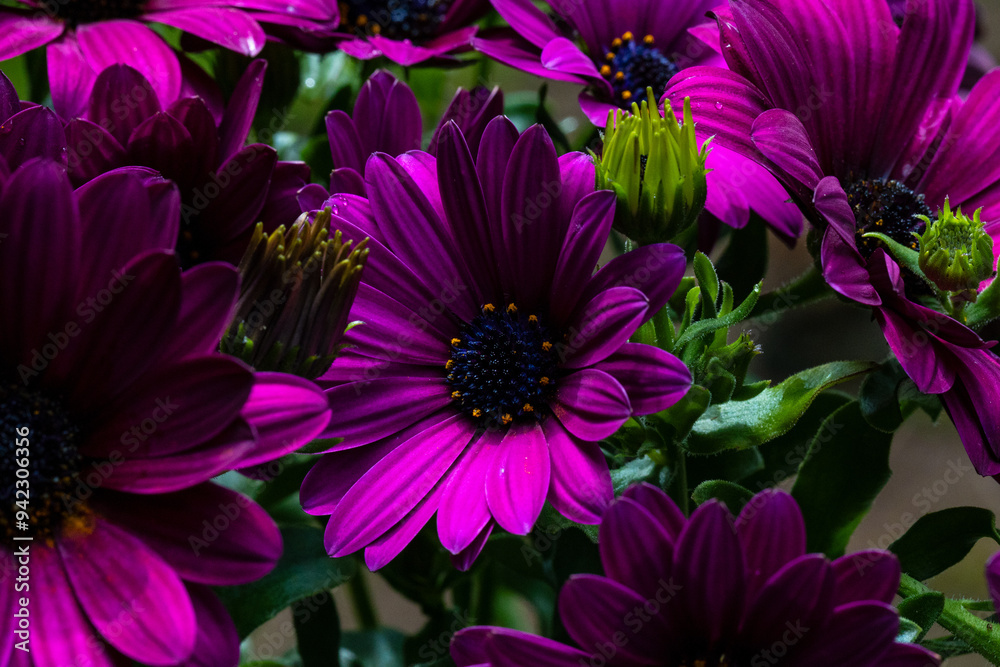 Obraz premium close up of African daisy flowers