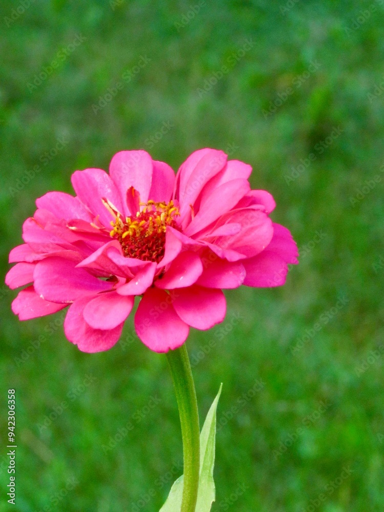 A pink zinnia flower on a green background A pink zinnia flower on a green background