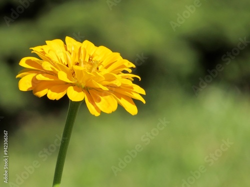 yellow flower in the garden