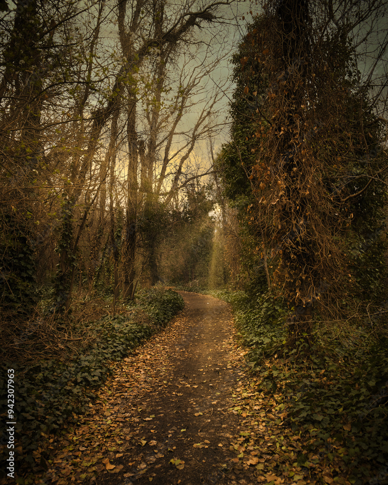 tranquil scene of a winding forest trail lined with vibrant autumn foliage and bathed in golden sunlight. Vertical tranquil scene of a winding forest trail lined with vibrant autumn foliage and bathed in golden sunlight. Vertical