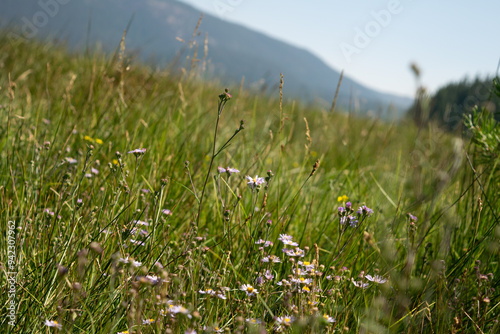 Late summer wildflowers in bloom at Paulina Lake on the Newberry National Volcanic Monument in Oregon.