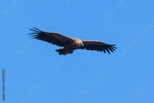 vulture in flight