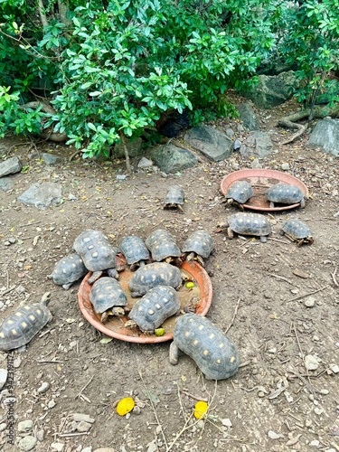 Turtles drinking water on the side of a hiking trail