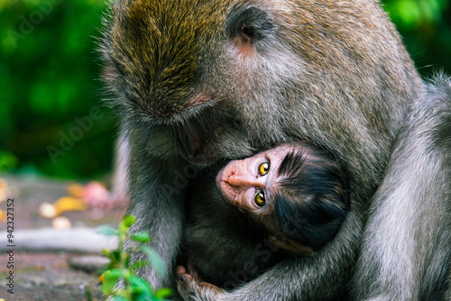 close up of a baboon