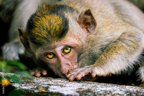 portrait of a monkey