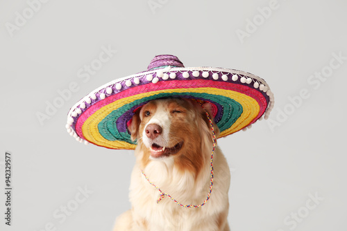 Funny dog in sombrero hat o...