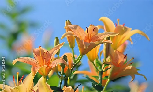 Beautiful orange lilies blooming against a clear blue sky.