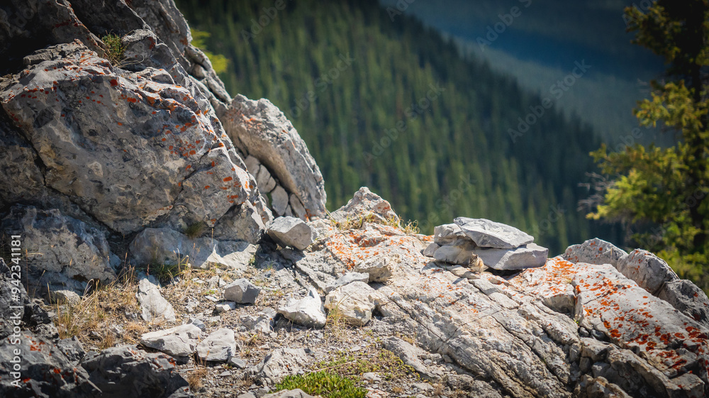 Squirrel in Rocky Mountains