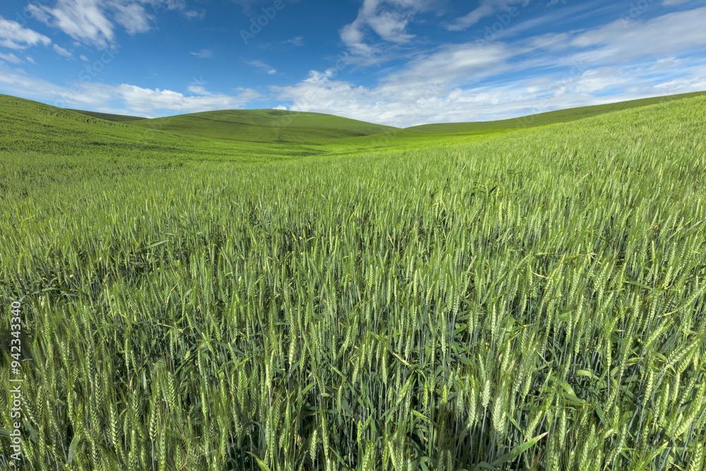 Expansive crop of wheat on rolling hills, Palouse region of Eastern Washington State. Expansive crop of wheat on rolling hills, Palouse region of Eastern Washington State.