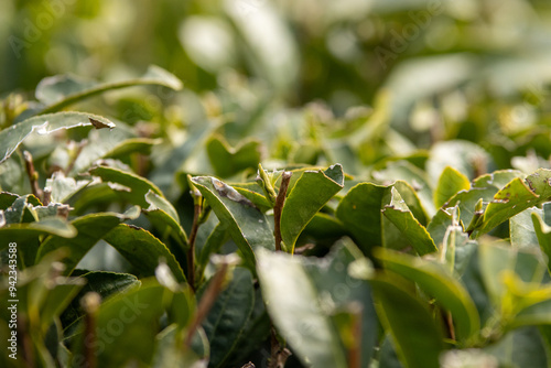 お茶の葉の新芽