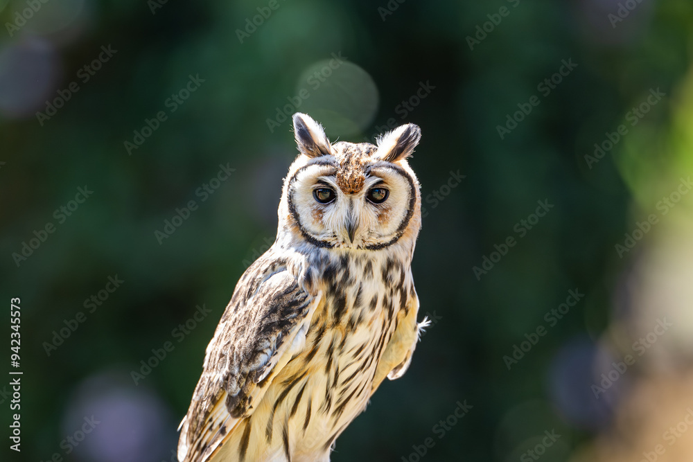 Striped Owl (Asio clamator), Coruja-orelhuda Striped Owl (Asio clamator), Coruja-orelhuda