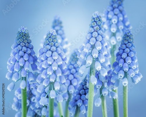 USA, Washington State, Seabeck. Blue grape hyacinth flowers.