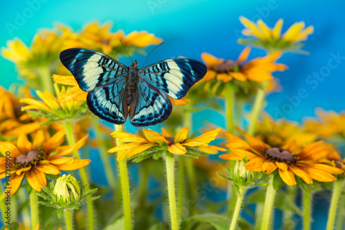 Tropical butterfly, Panacea procilla, on hirta daisies photo