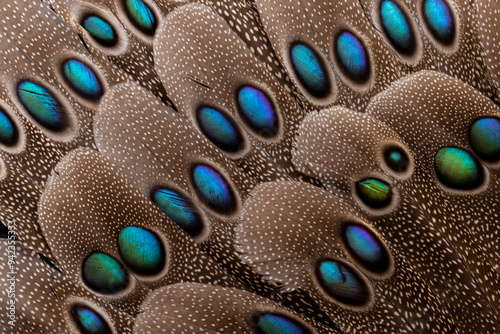 USA, Washington State, Sammamish. Feather design with grey peacock tail feathers photo