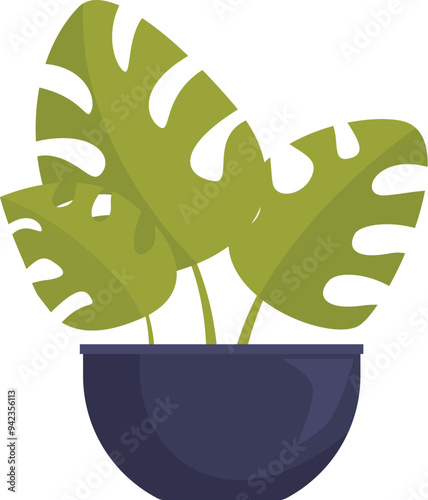 Illustration of a monstera deliciosa plant growing in a pot, with big green leaves