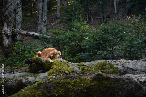 A Nova Scotia Duck Tolling Retriever lies on a moss-covered log in a forest, appearing relaxed and at peace. The scene is tranquil.