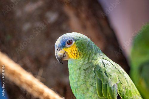 Orange-winged Parrot (Amazona amazonica), Papagaio-do-mangue, Curica