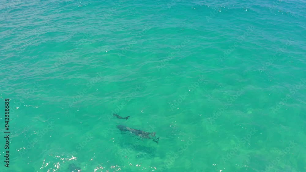 Drone, dolphins and swimming in ocean with travel, holiday or vacation to Hawaii in summer. Aerial view, animals and wildlife with excitement for diving in nature, sea and landscape for fresh air Drone, dolphins and swimming in ocean with travel, holiday or vacation to Hawaii in summer. Aerial view, animals and wildlife with excitement for diving in nature, sea and landscape for fresh air