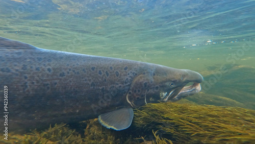 Large size spawning color Baltic Sea salmon swimming and resting in Lainio river on early August morning in Swedish Lapland during annual salmon migration with aquatic vegetation visible.