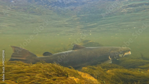 Large size spawning color Baltic Sea salmon swimming and resting in Lainio river on early August morning in Swedish Lapland during annual salmon migration with aquatic vegetation visible.