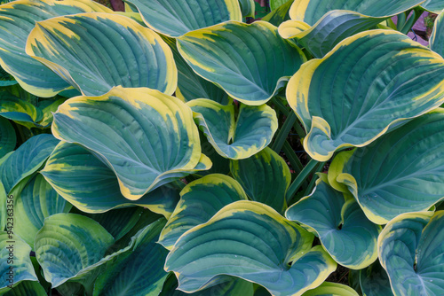 USA, Washington State, Sammamish. Garden in springtime colors with hosta sage growing in large pots photo