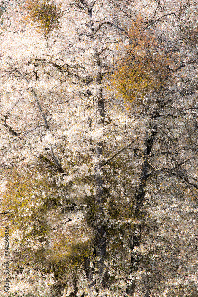 USA, Washington State, Fall City. Tree trunks of wild cherry trees spring bloom USA, Washington State, Fall City. Tree trunks of wild cherry trees spring bloom