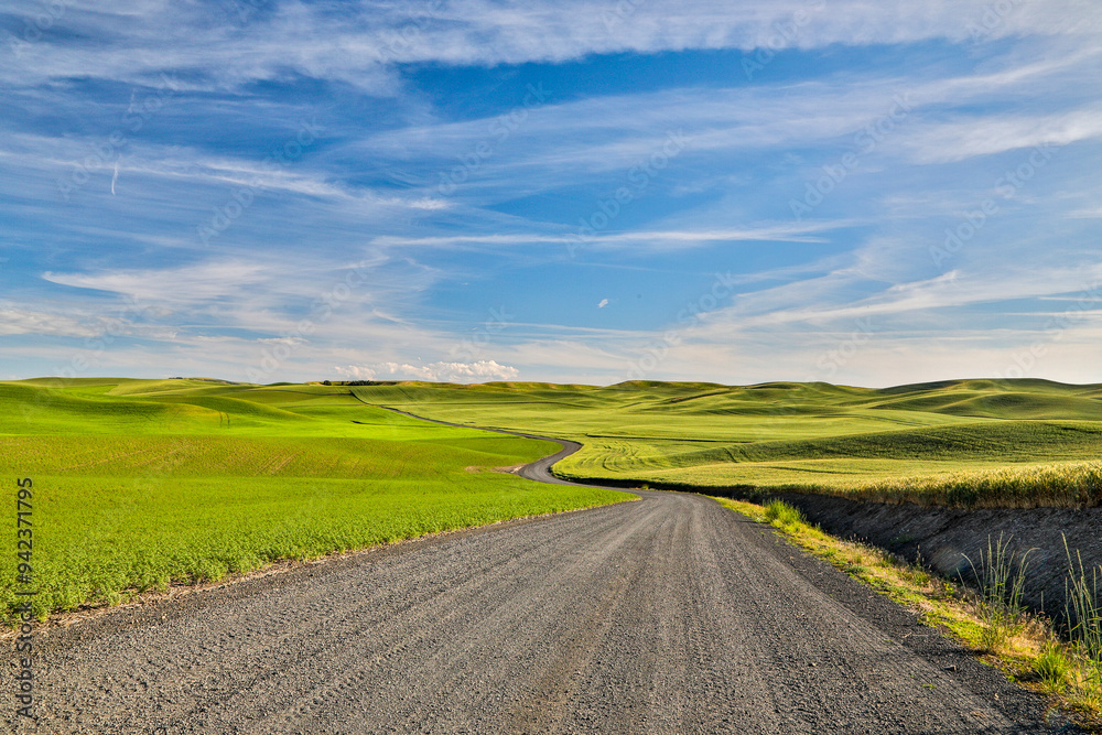 USA, Washington State, Palouse. Gravel road through the canola field. USA, Washington State, Palouse. Gravel road through the canola field.