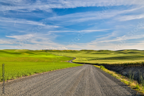 USA, Washington State, Palouse. Gravel road through the canola field. photo