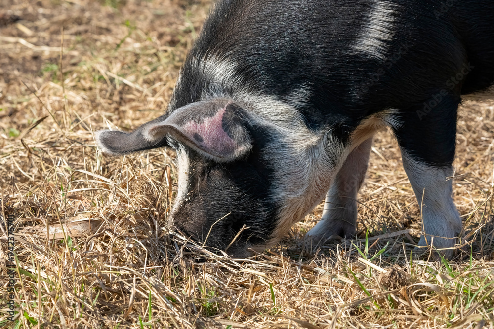 Chimacum, Washington State, USA. Idaho Pasture Pigs eating grain on the ground