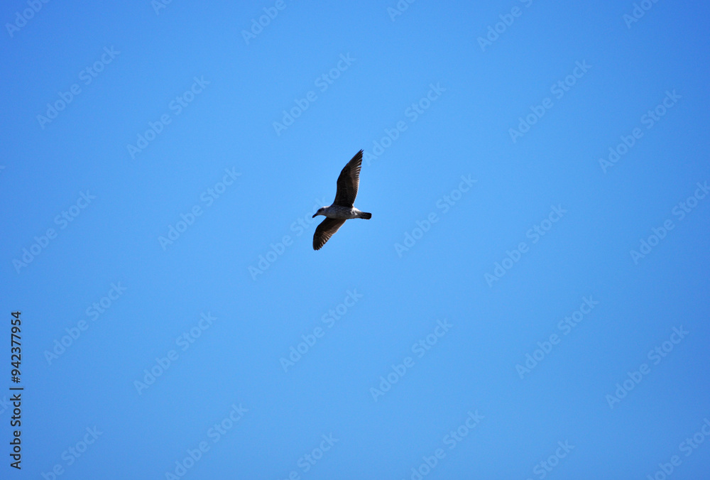 Batuco wetland, Gull in full flight Batuco wetland, Gull in full flight