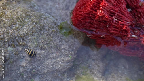 Red Organ Pipe Coral or Tubipora Musica Which Causes Pink Beach Sand photo