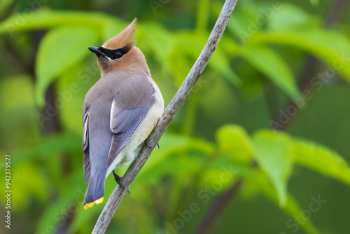 Cedar waxwing, pausing for a moment while foraging on nearby berries, Washington State, USA photo