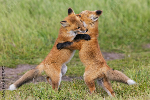 Red fox kits playful Hug, Washington State, USA photo