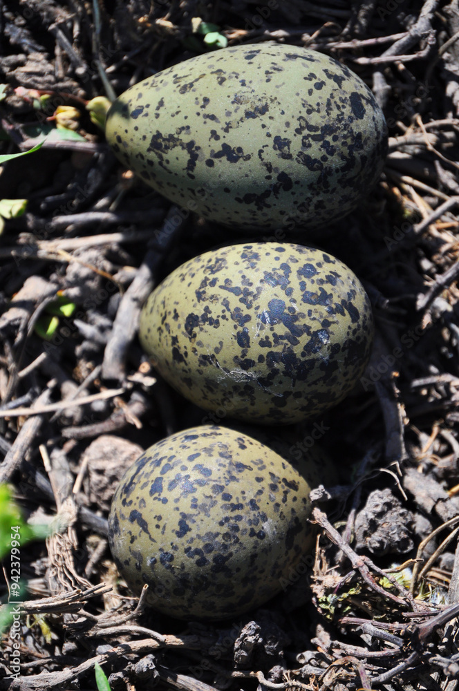 Batuco wetland, Tero or Queltehue eggs Batuco wetland, Tero or Queltehue eggs