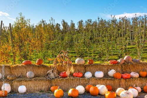 White Orange Yellow Pumpkins Squash Cucurbita Pepo Bales of Hay Garden photo