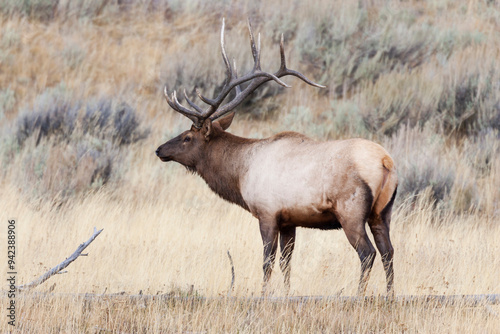 Wallpaper Mural Yellowstone National Park, portrait of a bull elk with a large rack. Torontodigital.ca