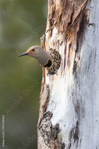 Yellowstone National Park, a female northern flicker emerges from its nest hole.