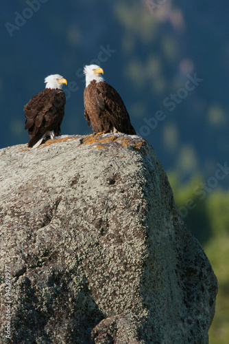 Bald Eagle Pair photo